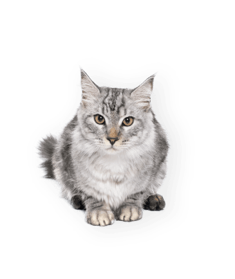 demo-attachment-565-maine-coon-cat-BZGKM7D