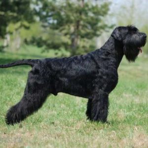 CORTE SCHNAWZER GIGANTE