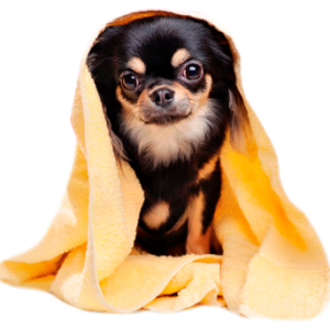 Baño Perro Pequeño