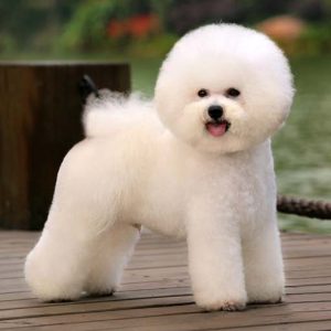 Corte Bichon Frise