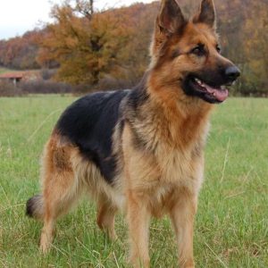 Corte Pastor Alemán