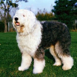 Corte Pastor Inglés