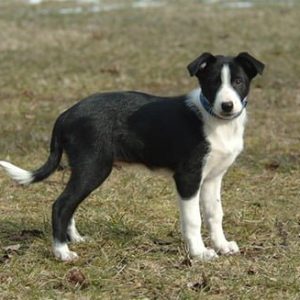 Corte Border Collie