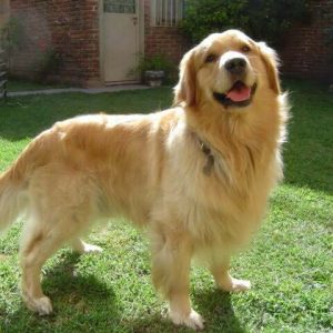 Corte Golden retriever y labrador