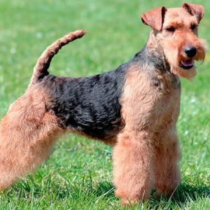 Corte Elder Terrier grande