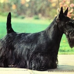 Corte Scotish Terrier