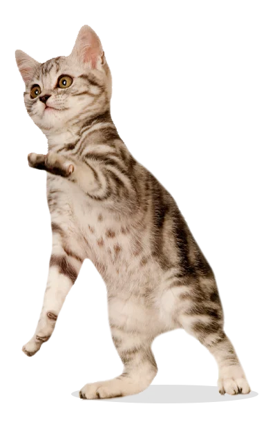 gato-pet-shop-pet-center-santa-cruz1