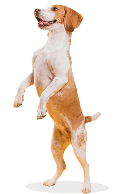 perro-pet-shop-pet-center-santa-cruz