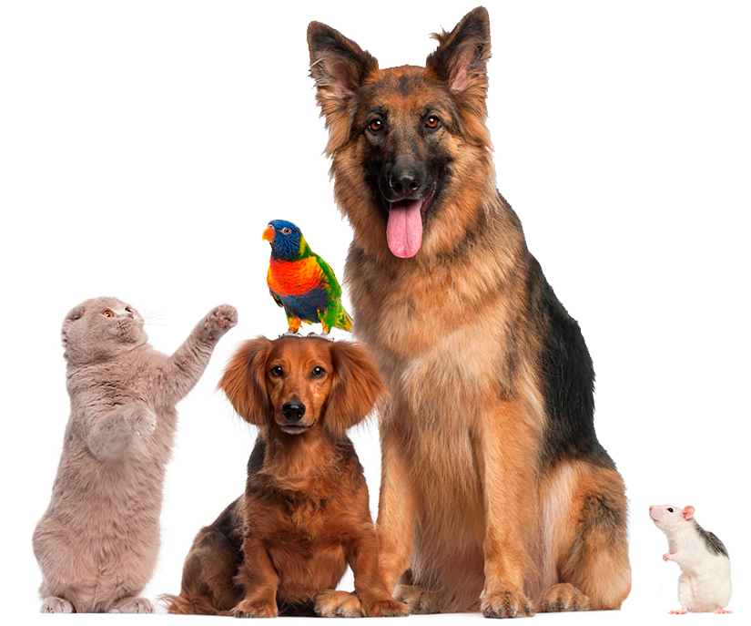 mascotas-de-petcenter
