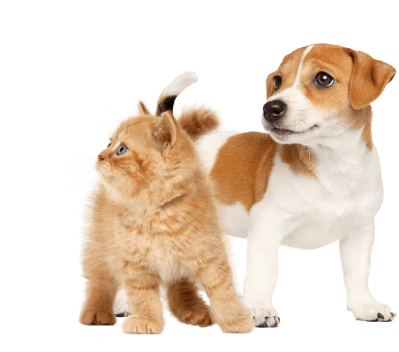 par de mascotas