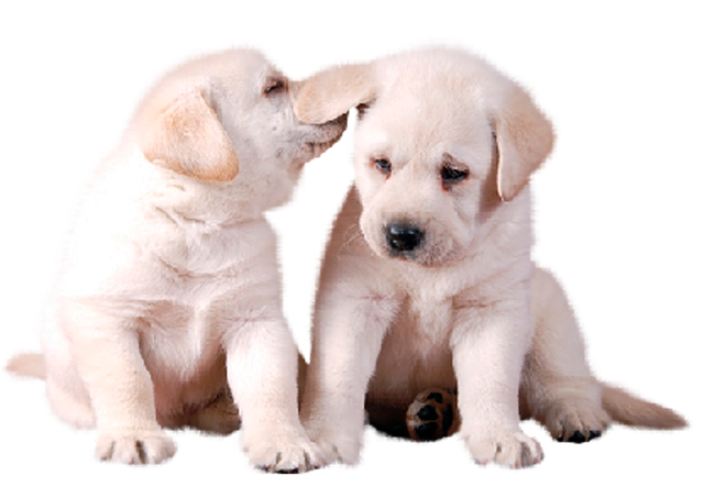 2-perros-hermanos-petcenter-baño-y-peluqueria