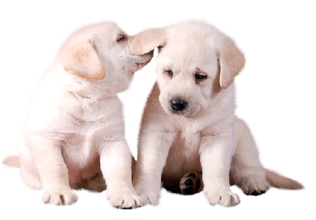 2-perros-hermanos-petcenter-baño-y-peluqueria