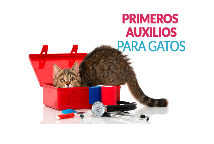 Consulta-de-emergencia-gatos-1.png